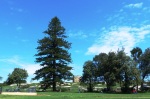 Norfolk Pine and Watchtower 